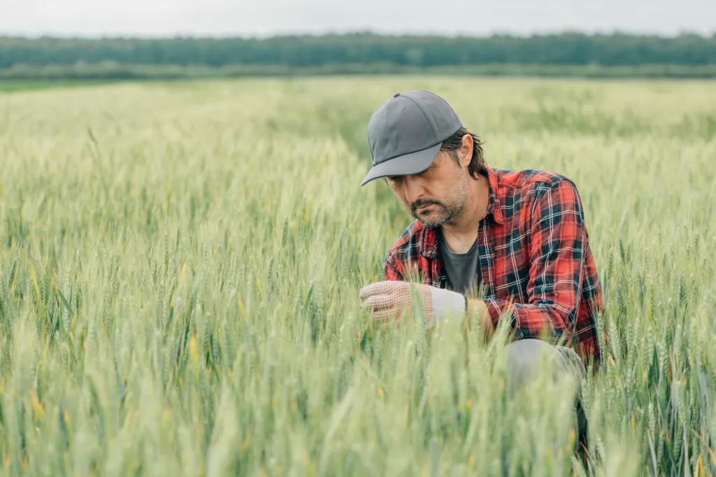 Serious wheat farmer agronomist inspecting cereal crops quality in cultivated agricultural field
